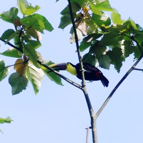 Trigana et San Francisco (66)