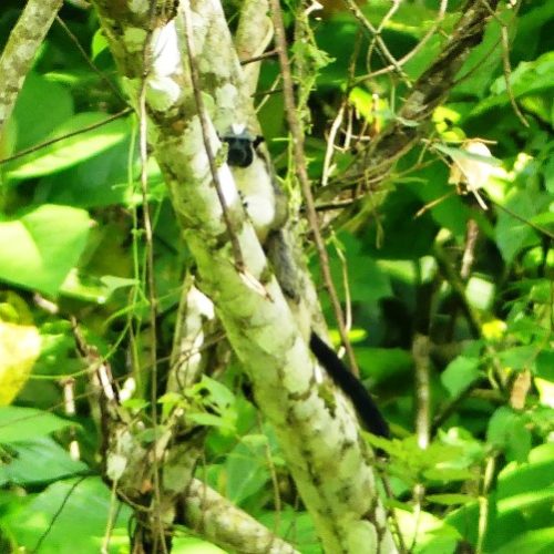 Trigana et San Francisco (67)