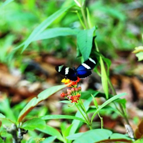 Trigana et San Francisco (70)